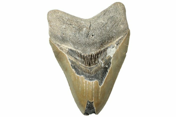 Bargain, Fossil Megalodon Tooth - North Carolina #311108